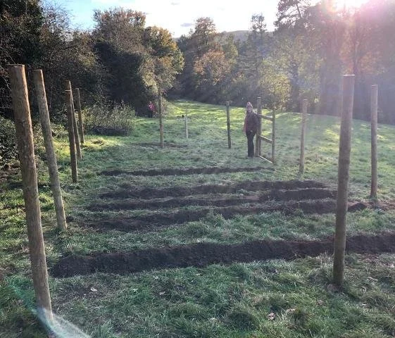 Tree planting view.jpg