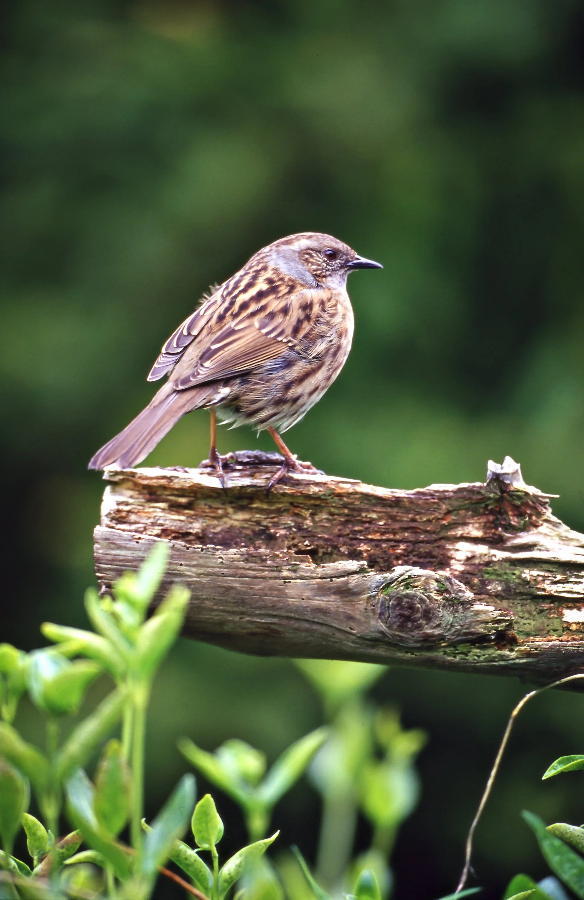 Early Morning Bird Song