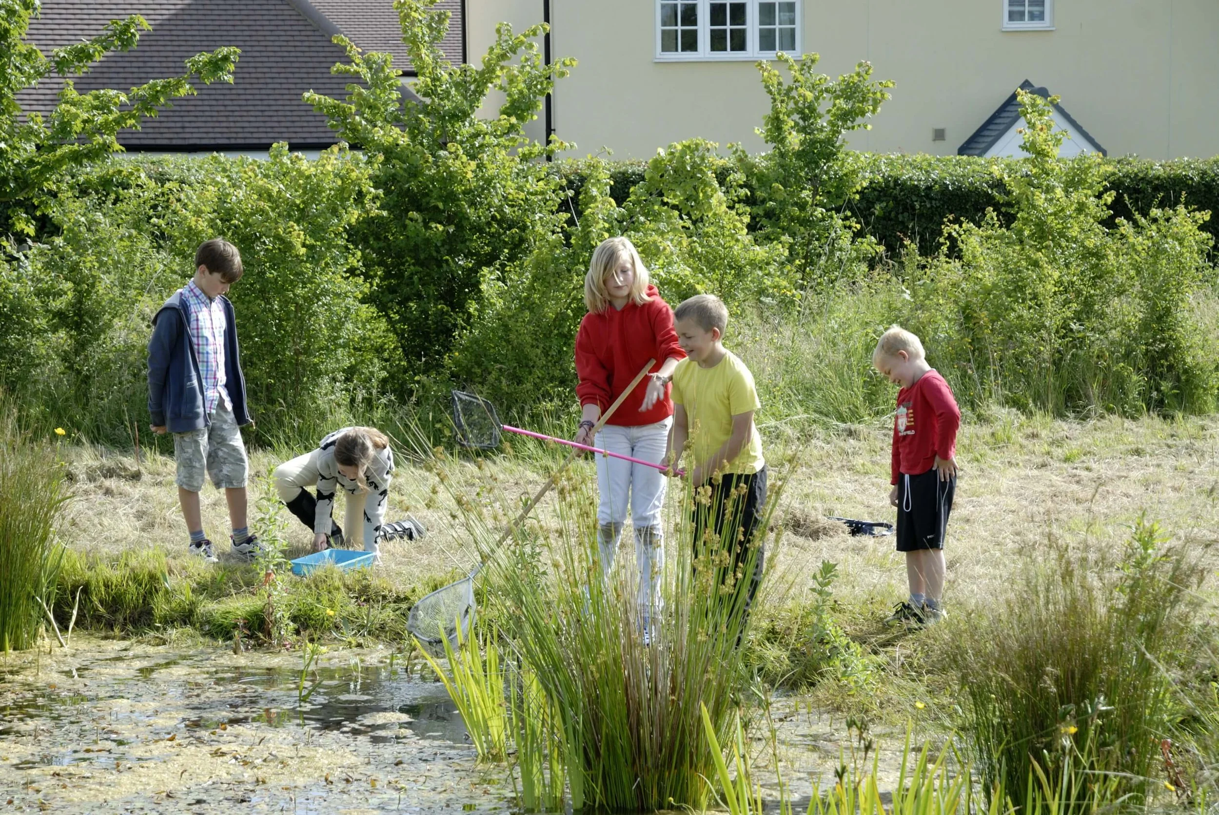 Pond Dipping