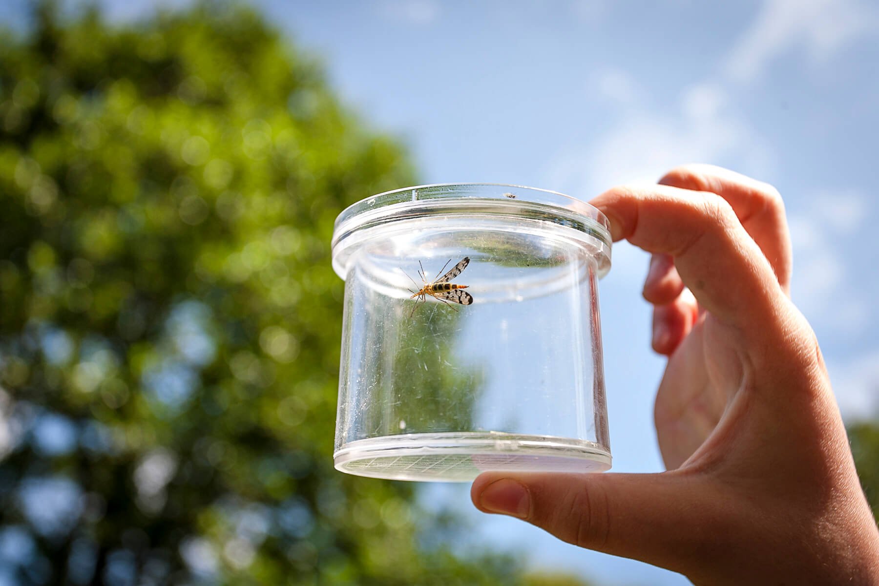 Stratford Park Bioblitz
