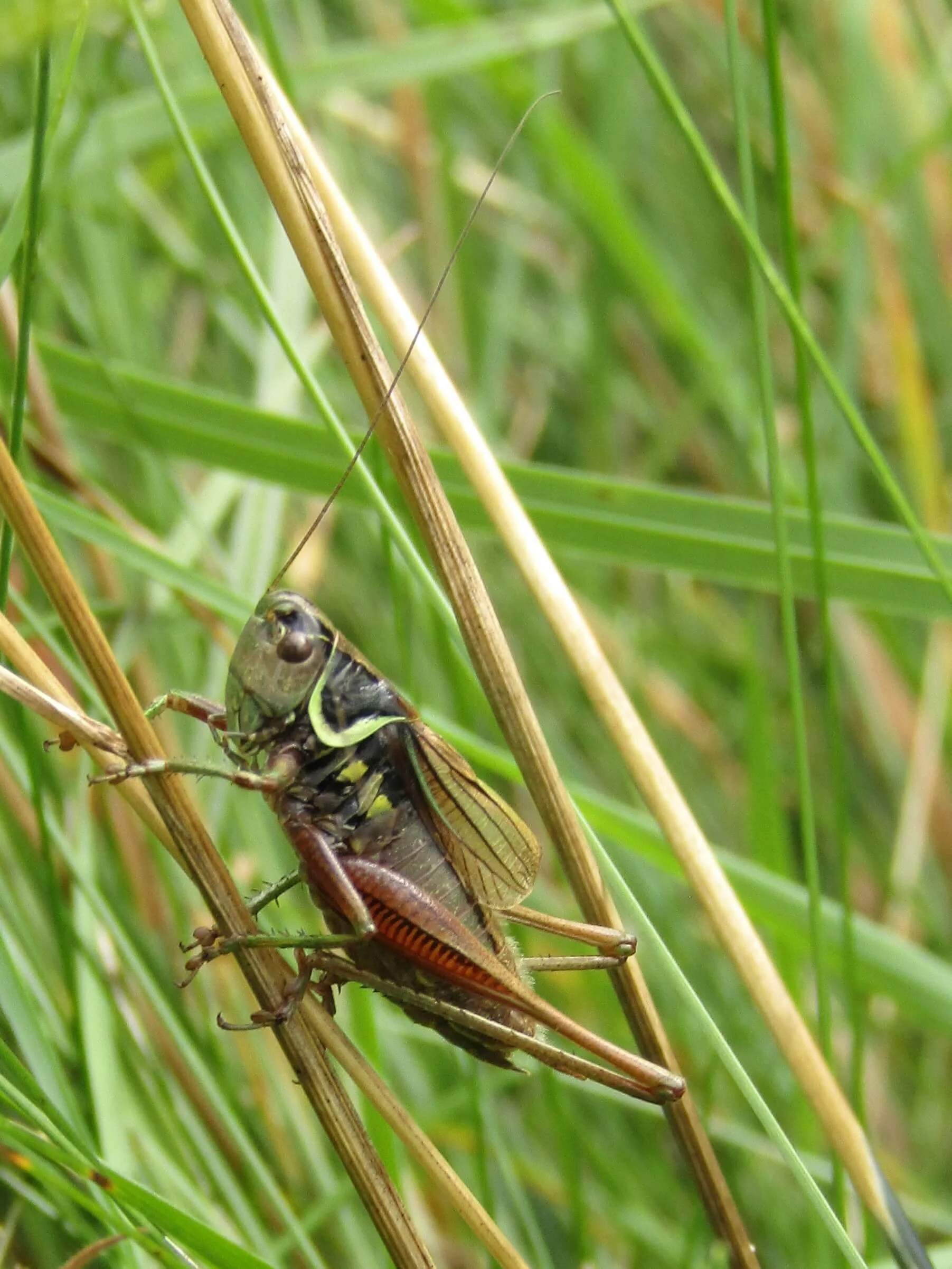 Do you have the bug? - Crickets, grasshoppers and other bugs