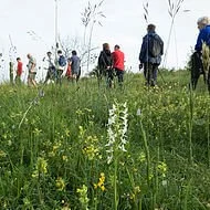 Flora of the Commons