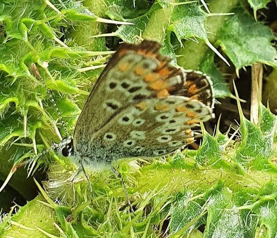 Butterflies and moths of Prinknash Abbey