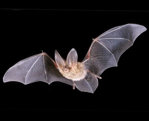 September Bat Walk