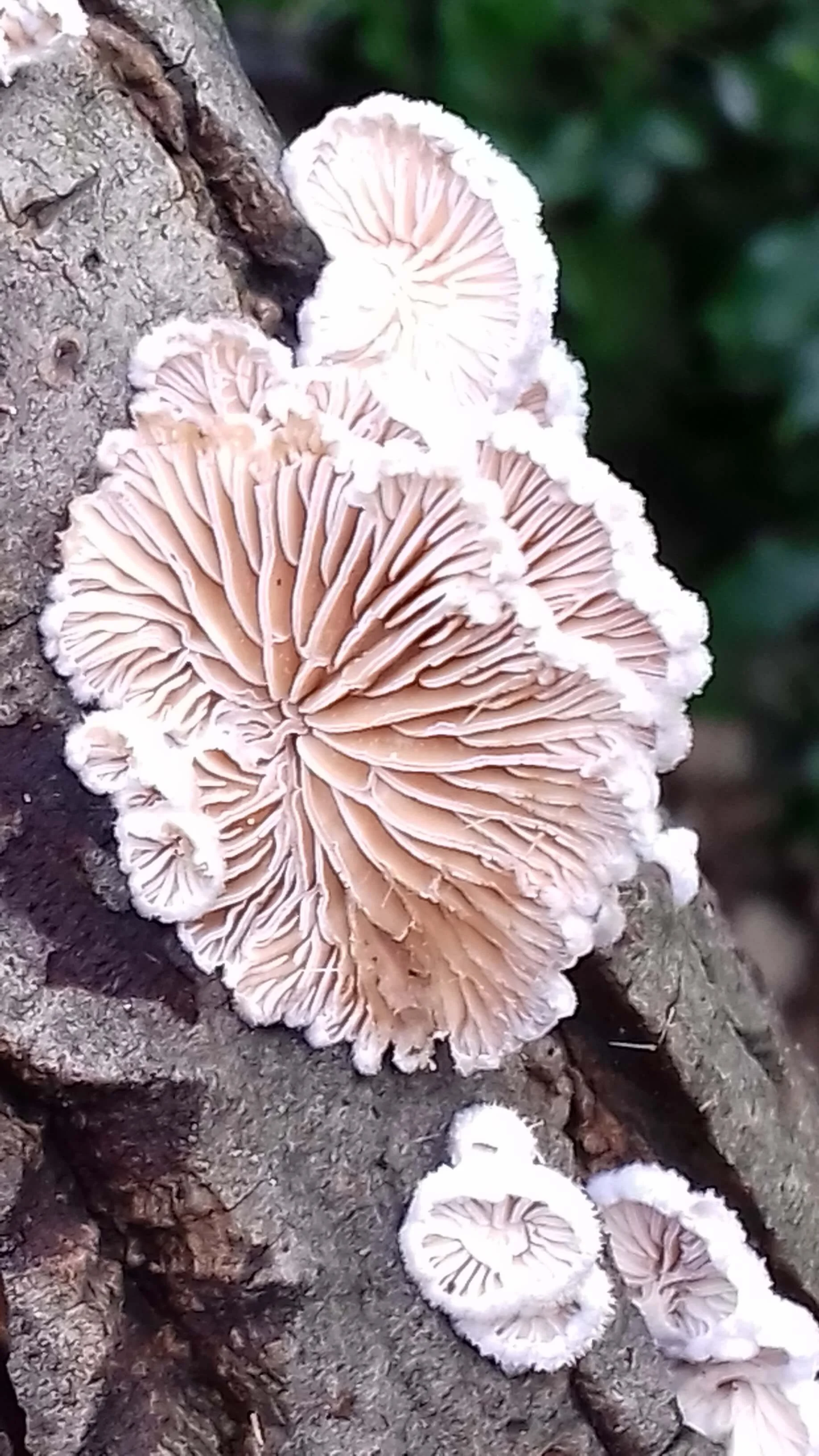 Crickley Hill Fungi Foray