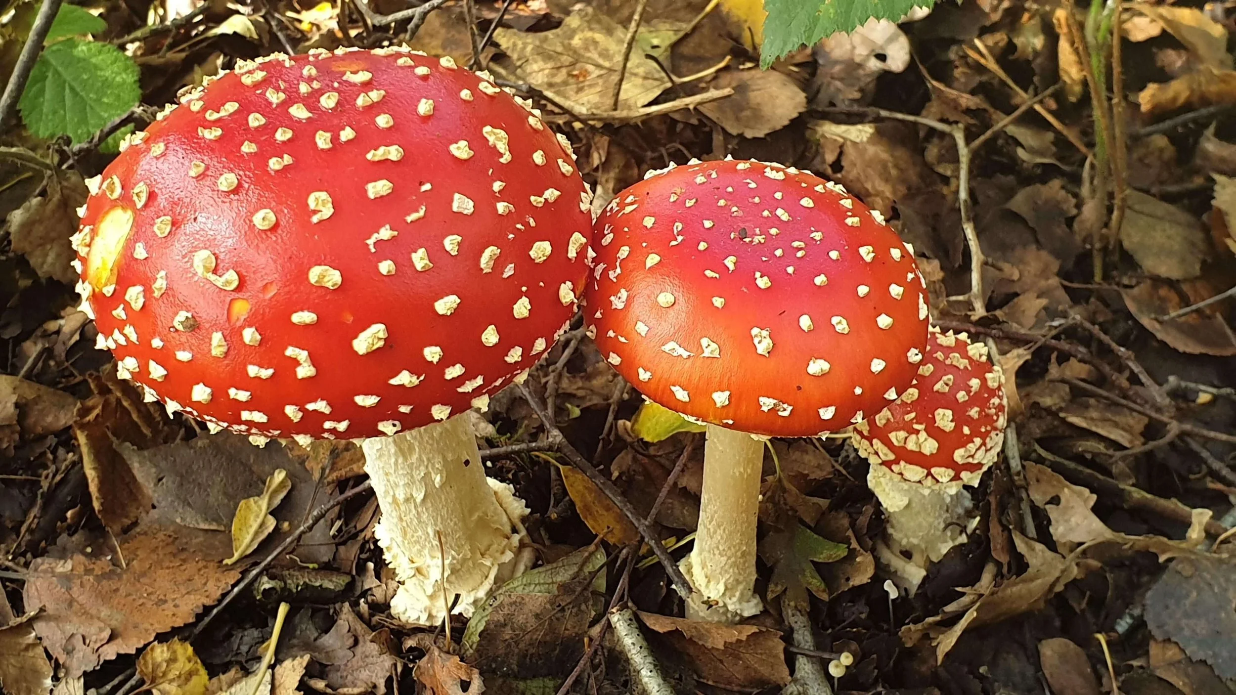 Parkland Fungi Foray