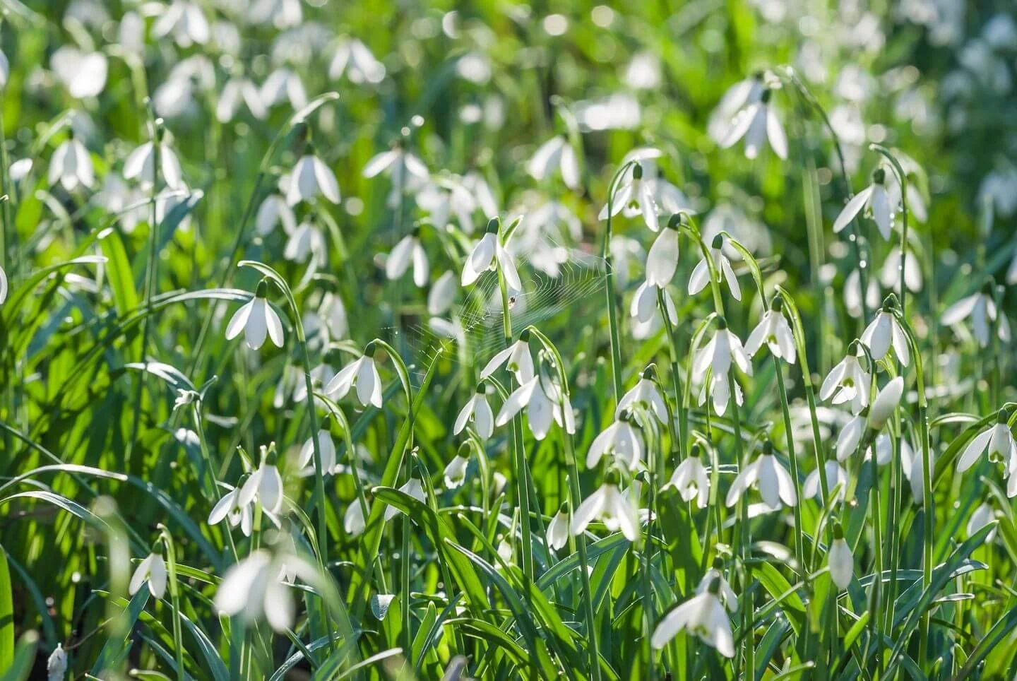 Snowdrop Woodland Walk
