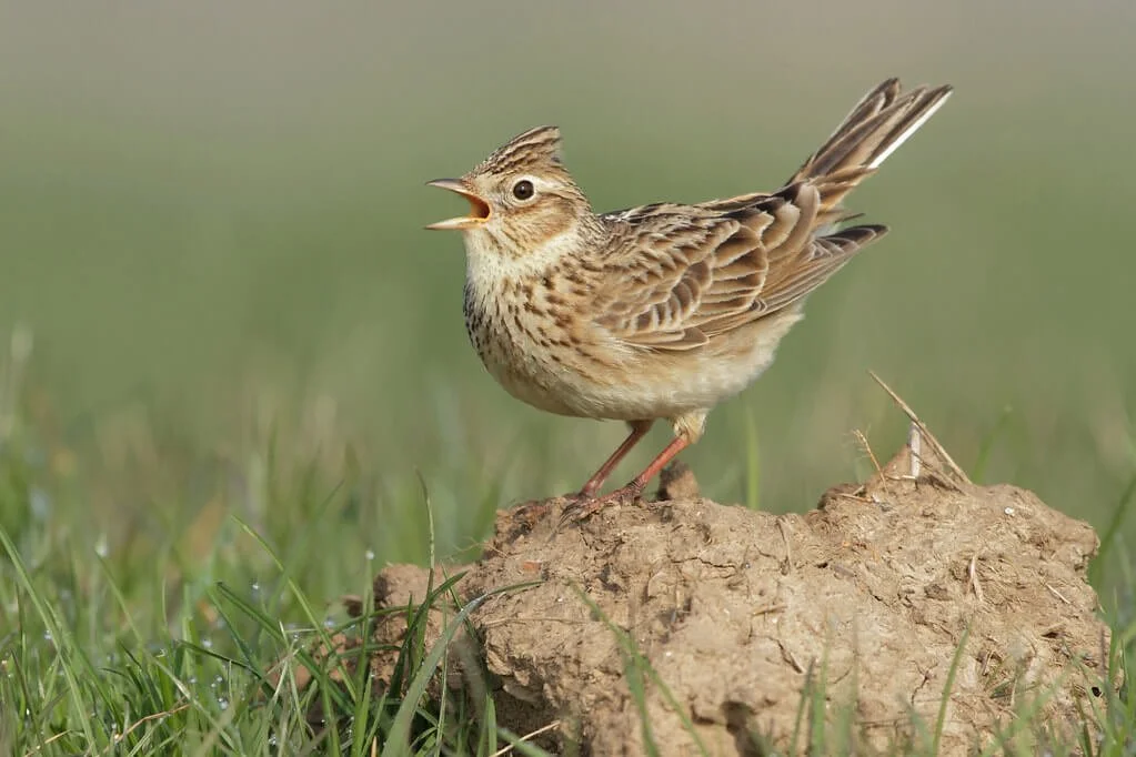 Spring Skylarks