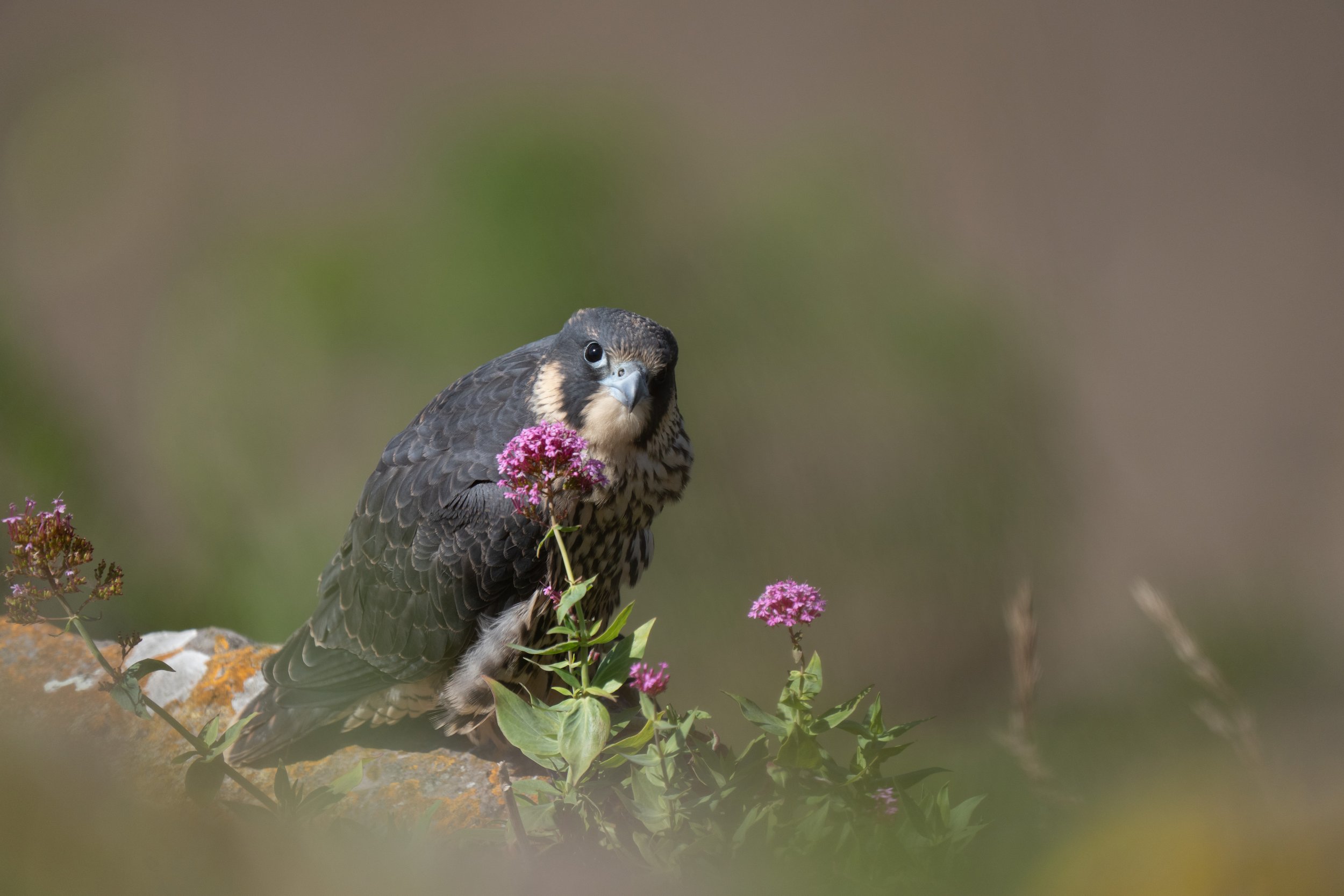 Raptors at Symonds Yat