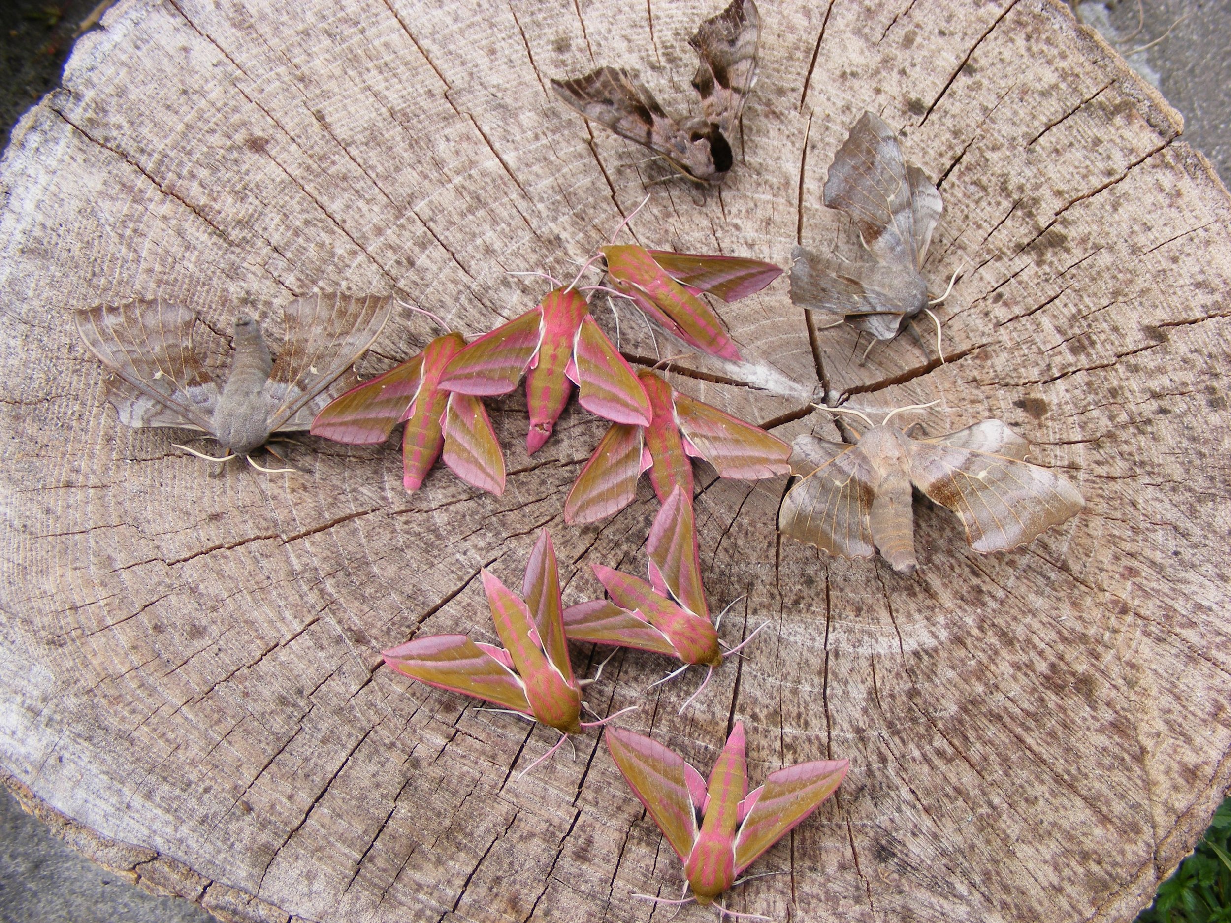 Marvellous Moths of Minchinhampton Common