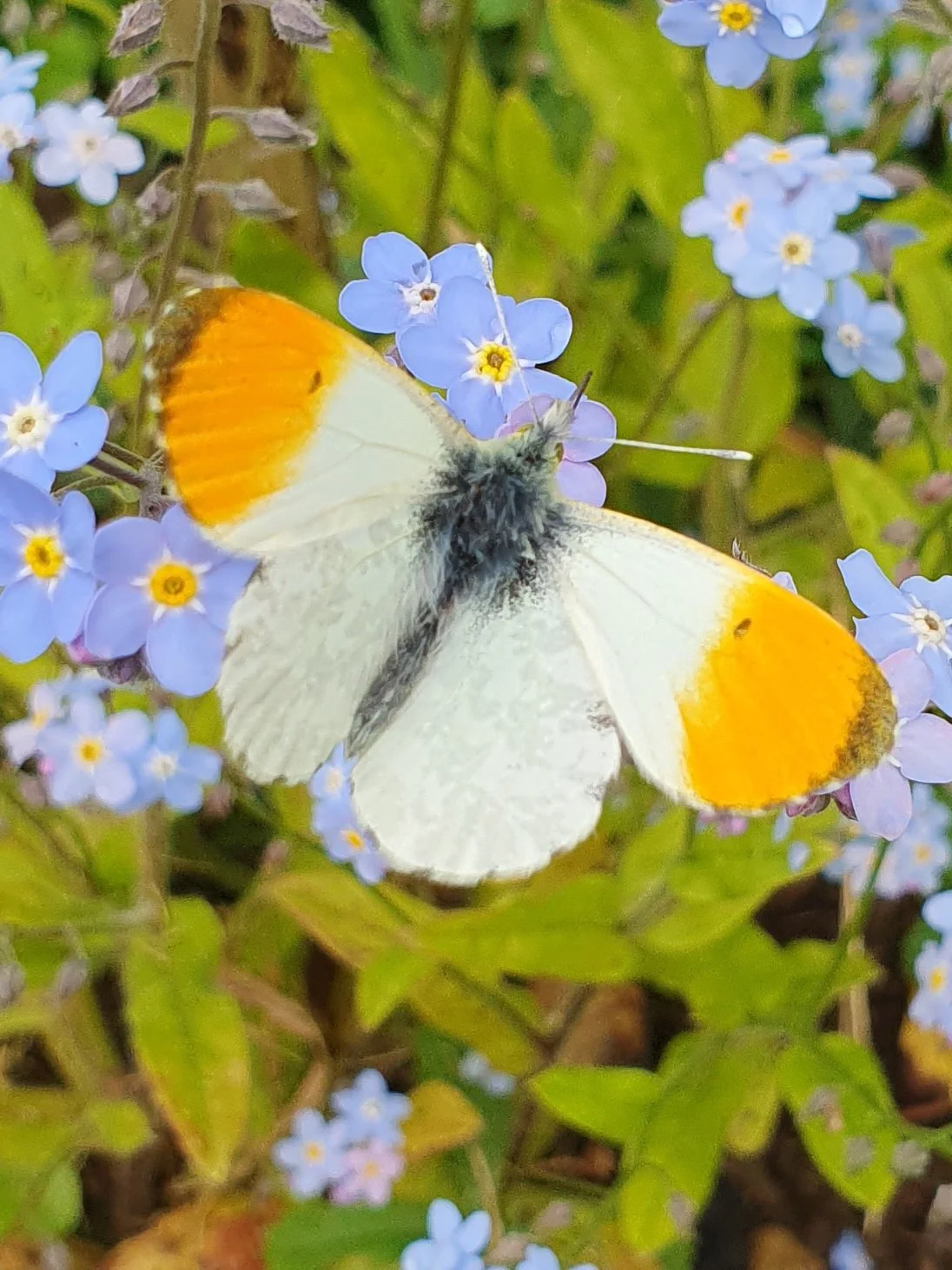 June Mini Beasties at the Museum