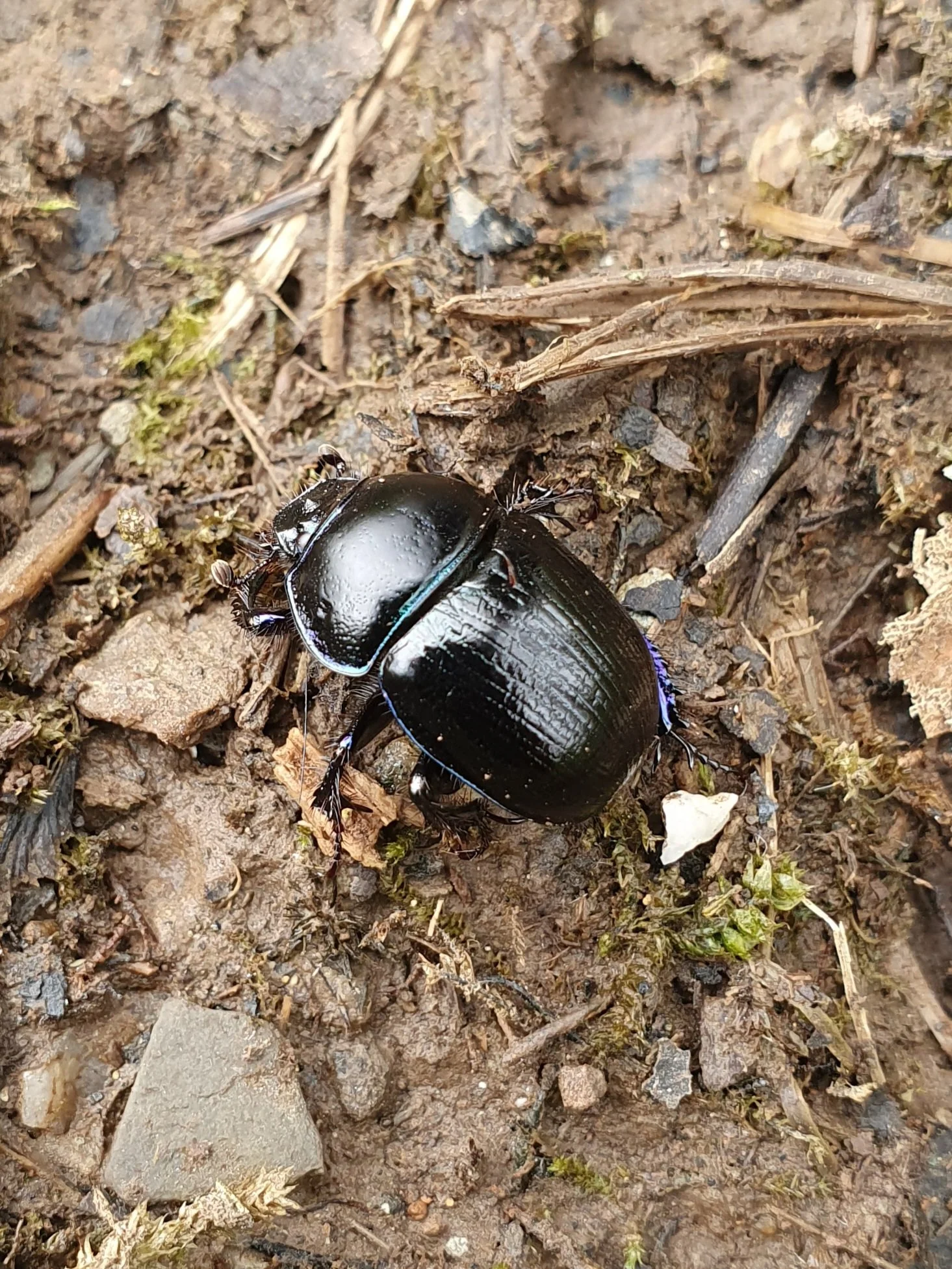 July Mini Beasties at the Museum - SOLD OUT