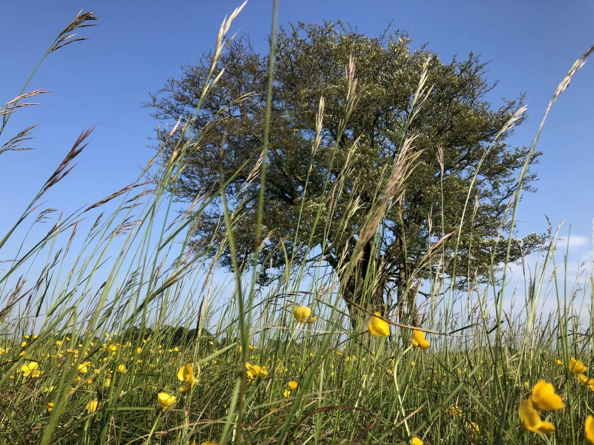 Common Connections - Creative Writing on the Common