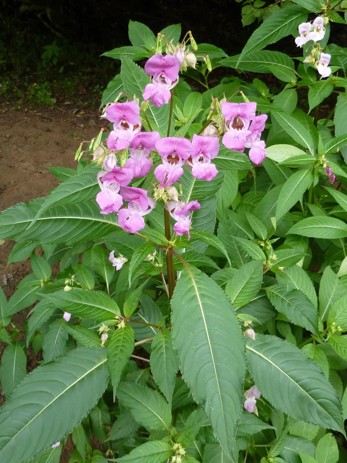 Himalayan Balsam Bashing