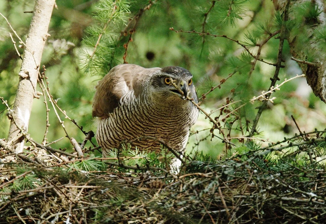 Peregrines and Goshawks talk