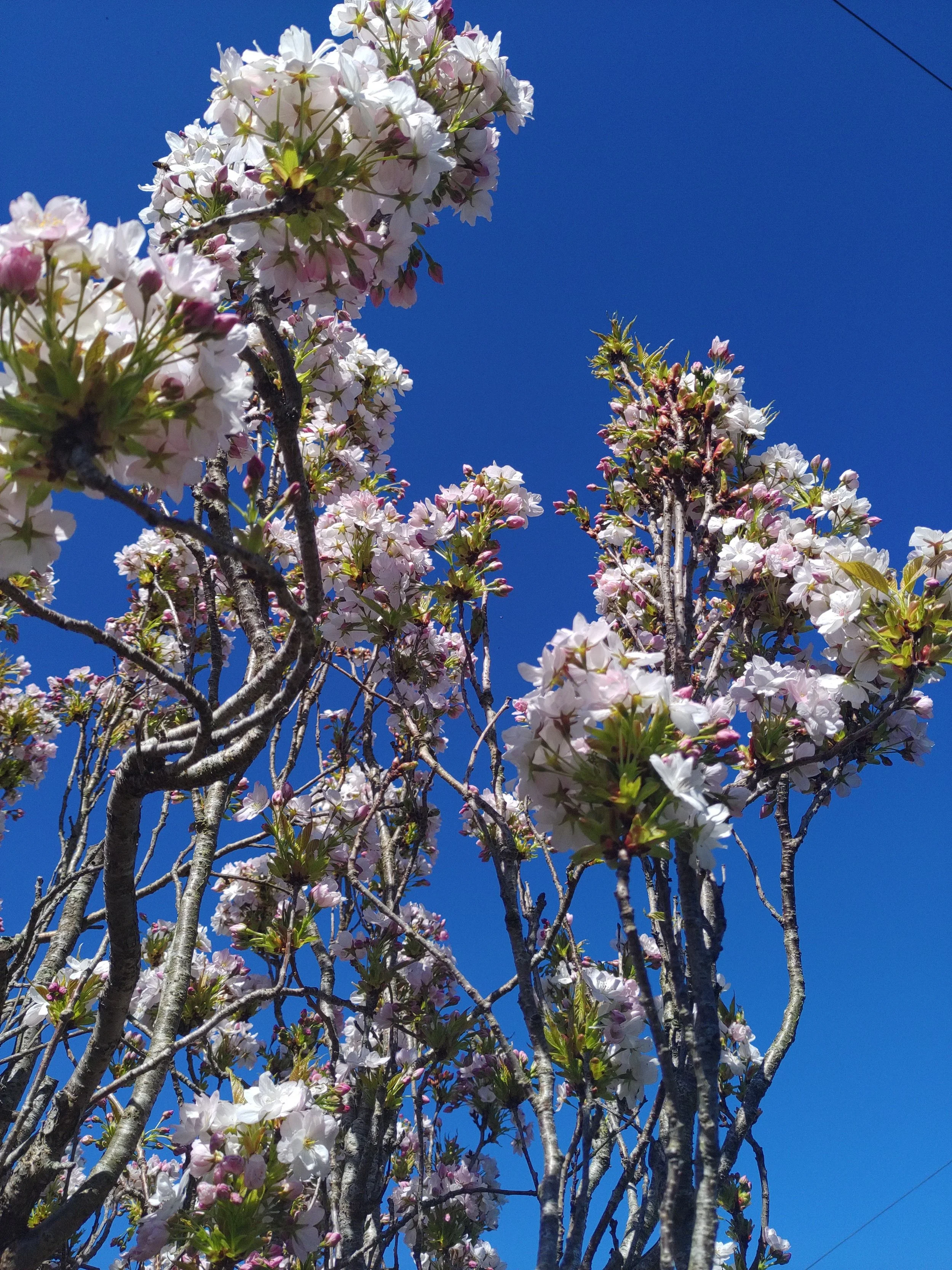 A Stroud Safari - Spring