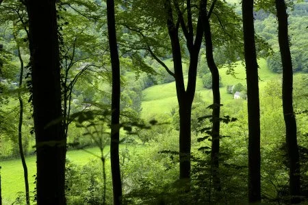 Early Morning Birdsong (April)