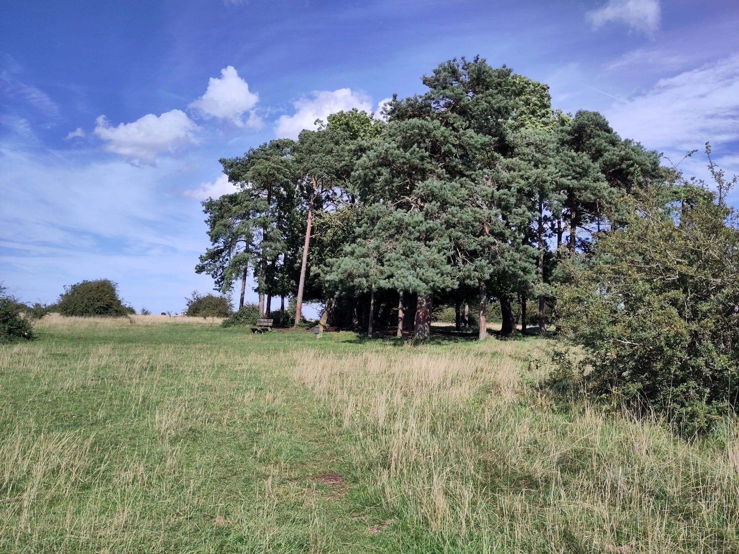 'Ghost' Trees of Rodborough Common