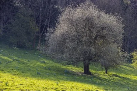 Early Morning Birdsong (May)