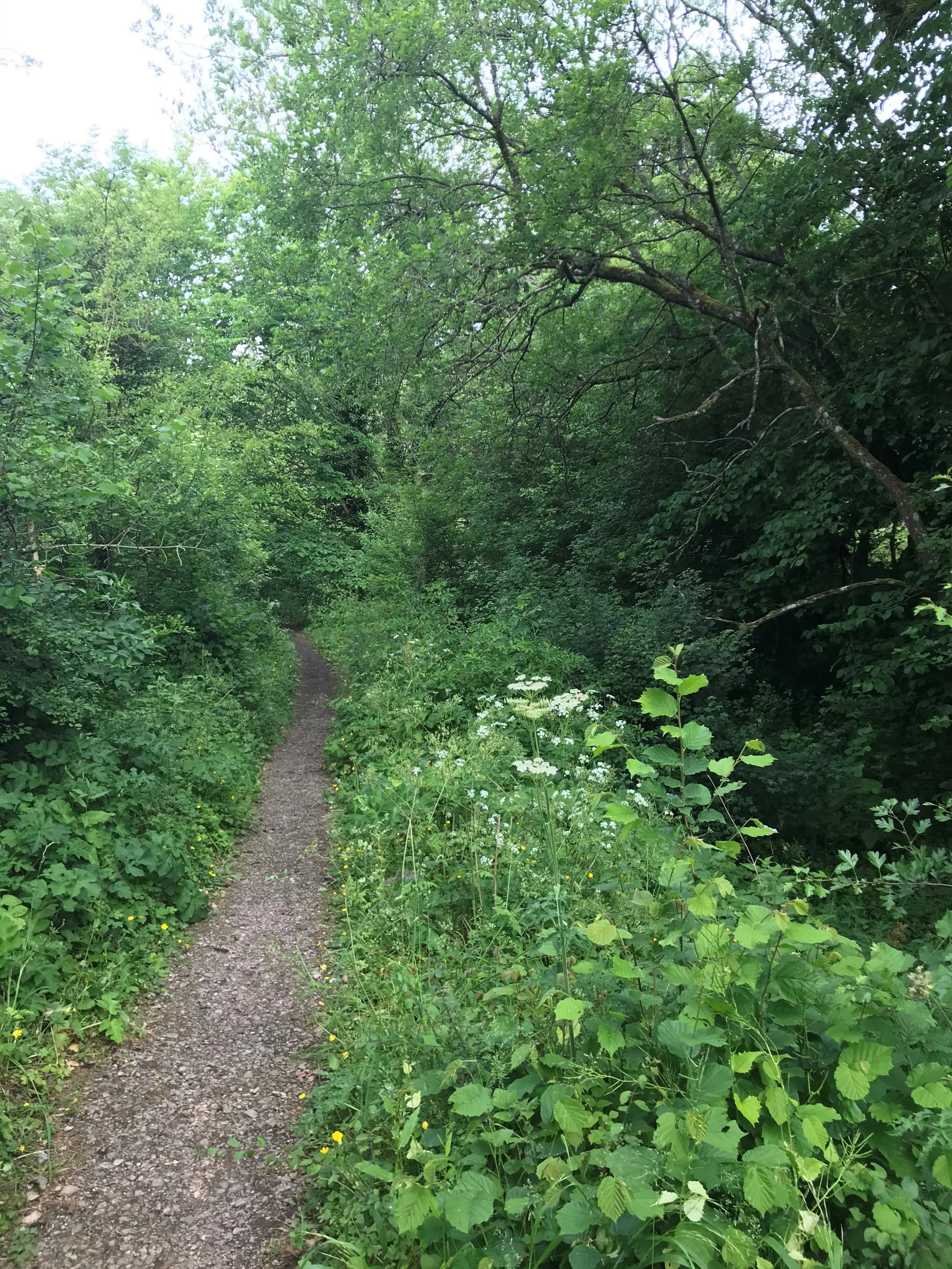 Secrets of Siccaridge Woods