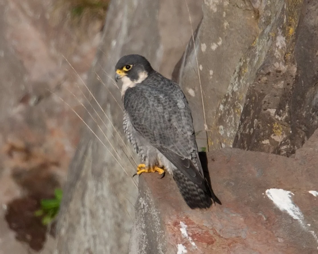 Raptors at Symonds Yat
