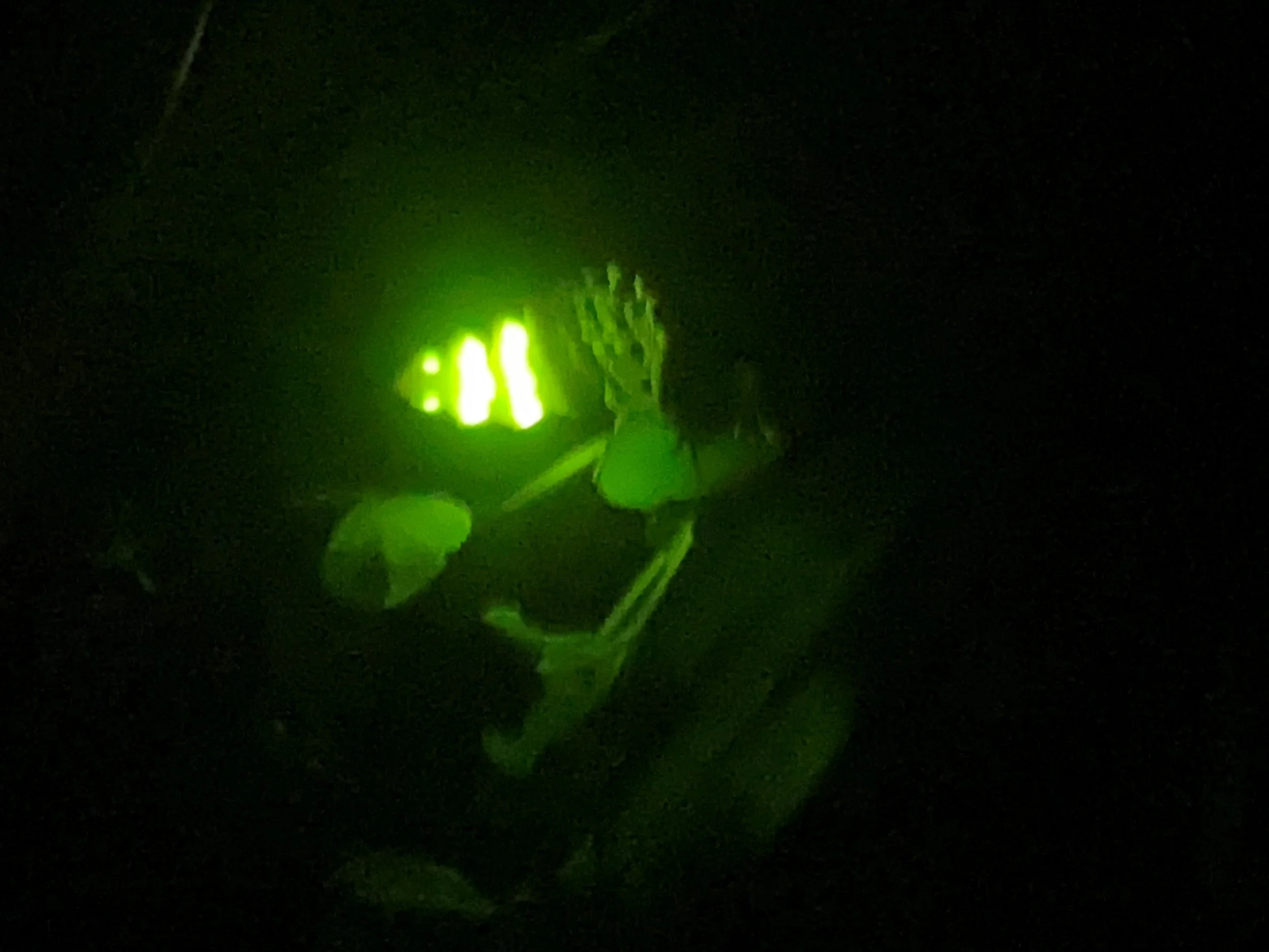 Glow Worm Walk