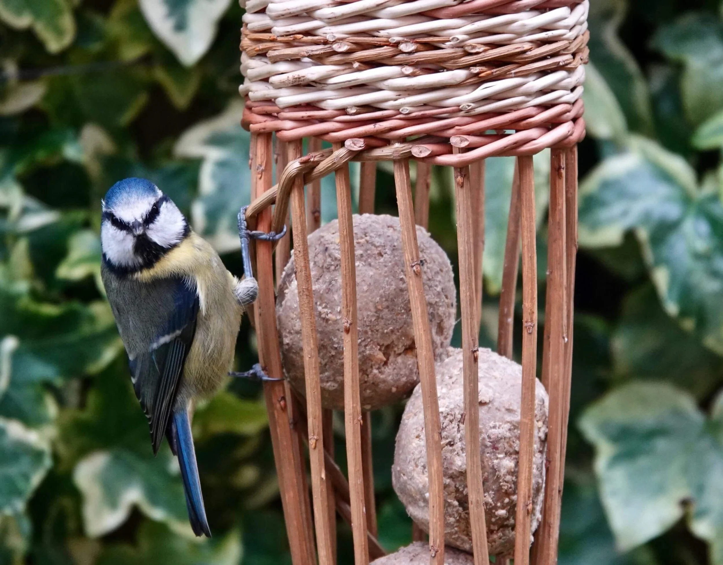 Willow Bird Feeders