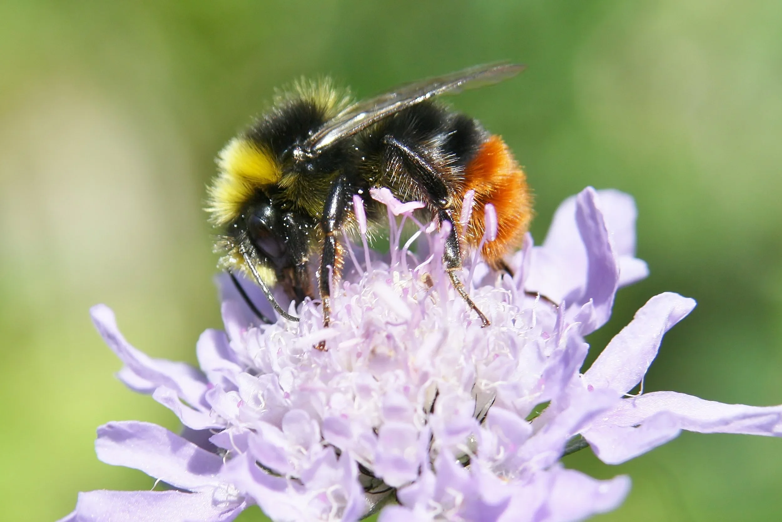 Bumblebee Safari
