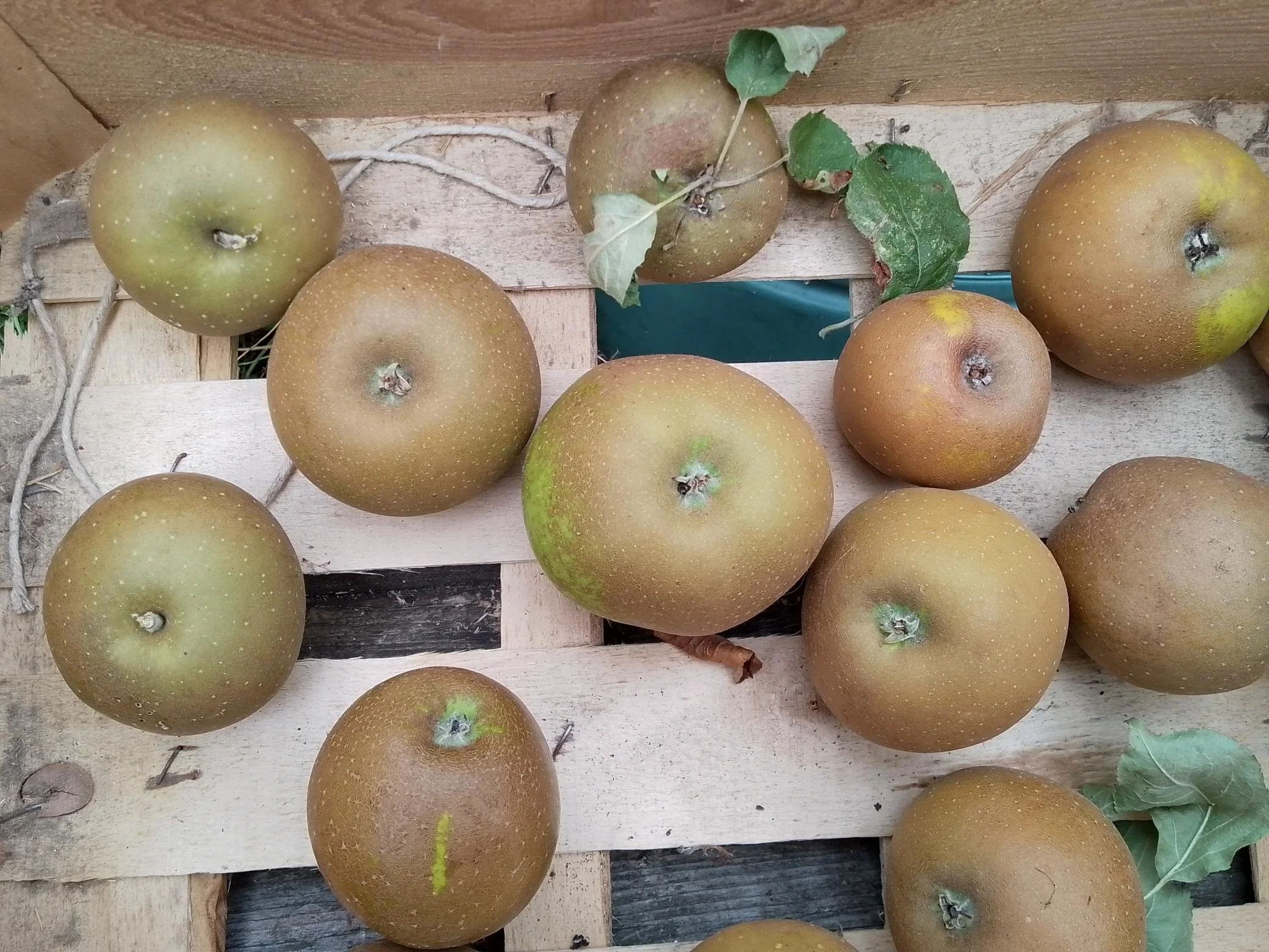 Apple Day