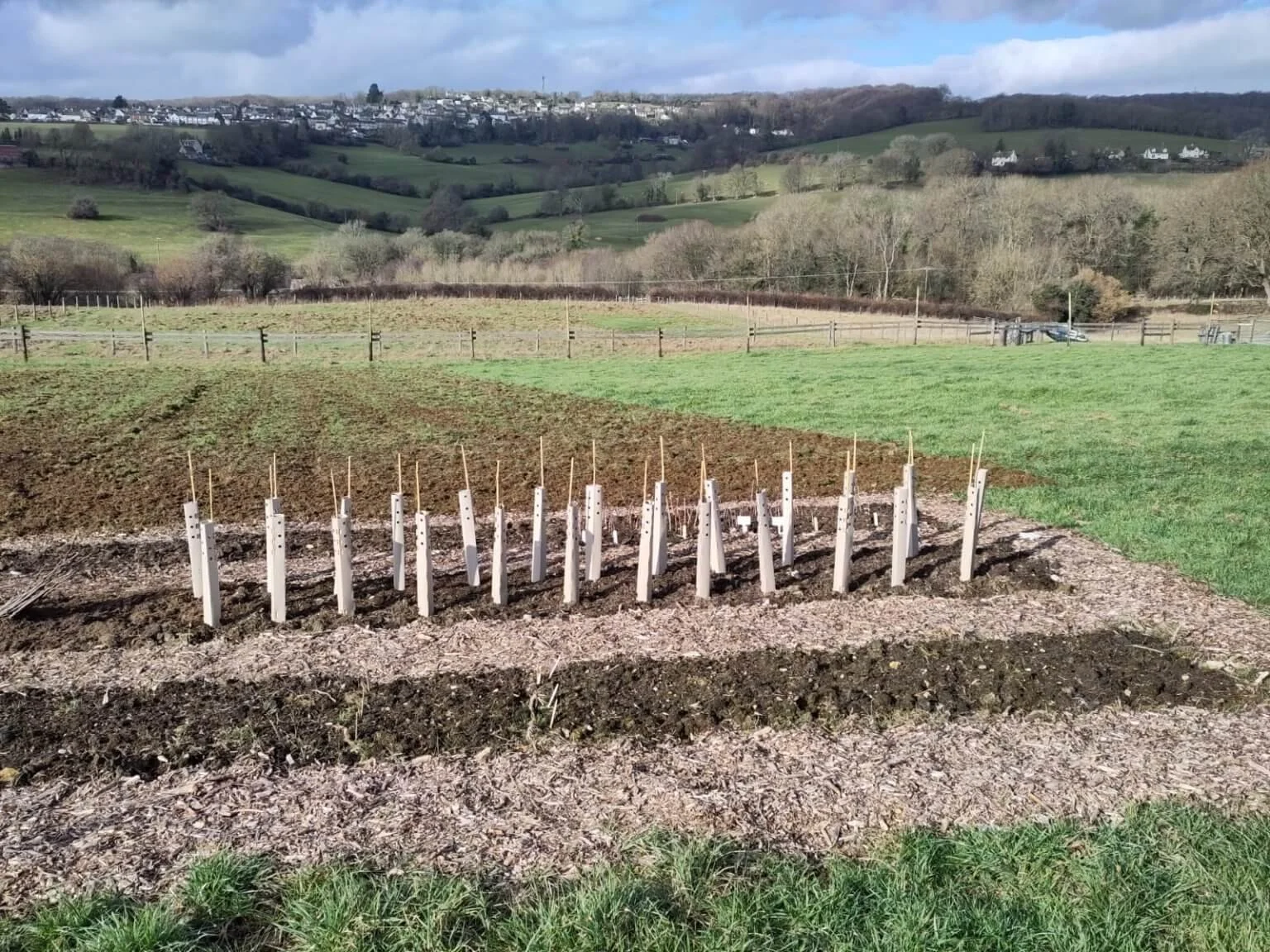 Tree-Planting within Regenerative Land Management