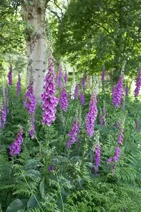 Wild Flower and Nature Walk
