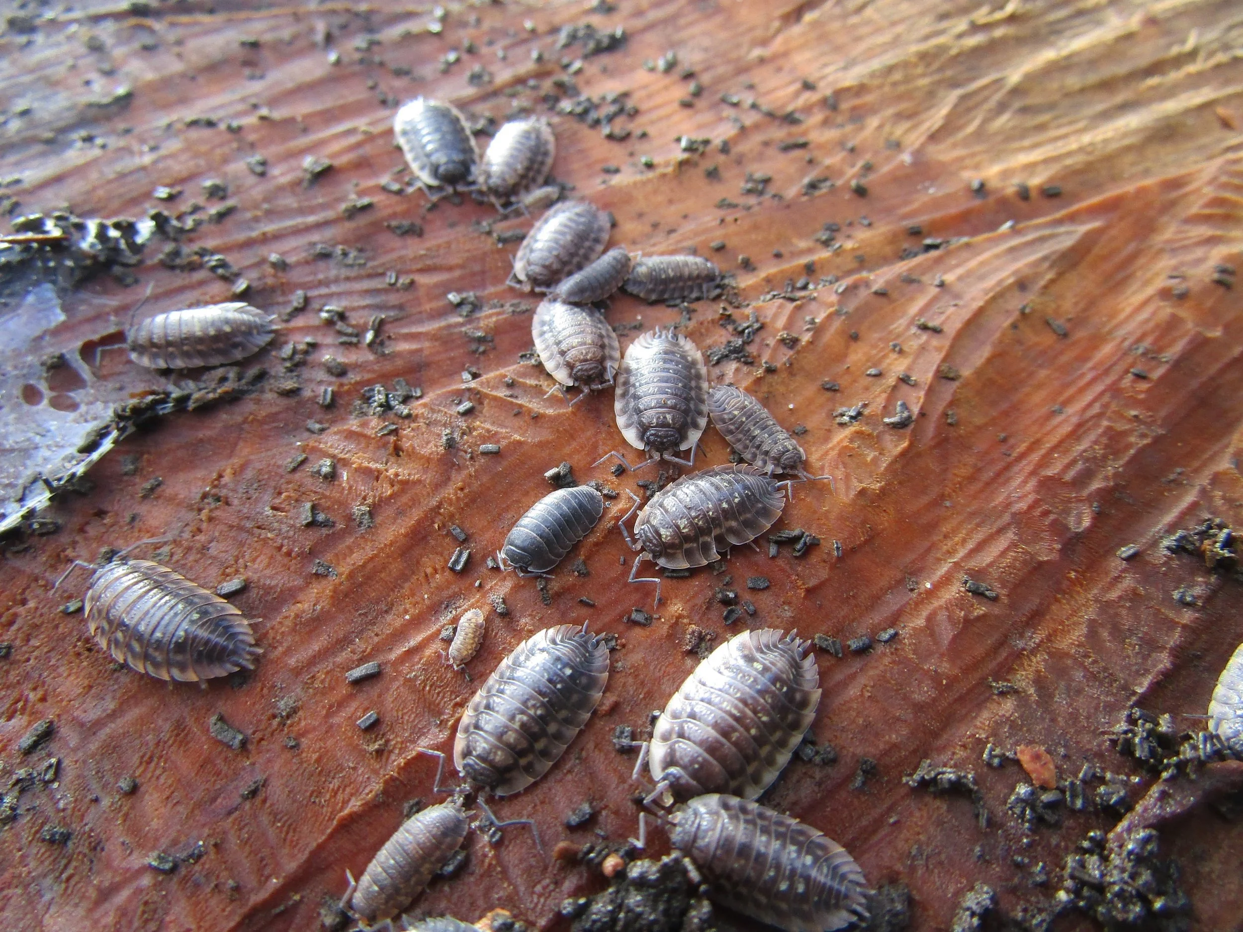 Minibeasties: Minibeasts