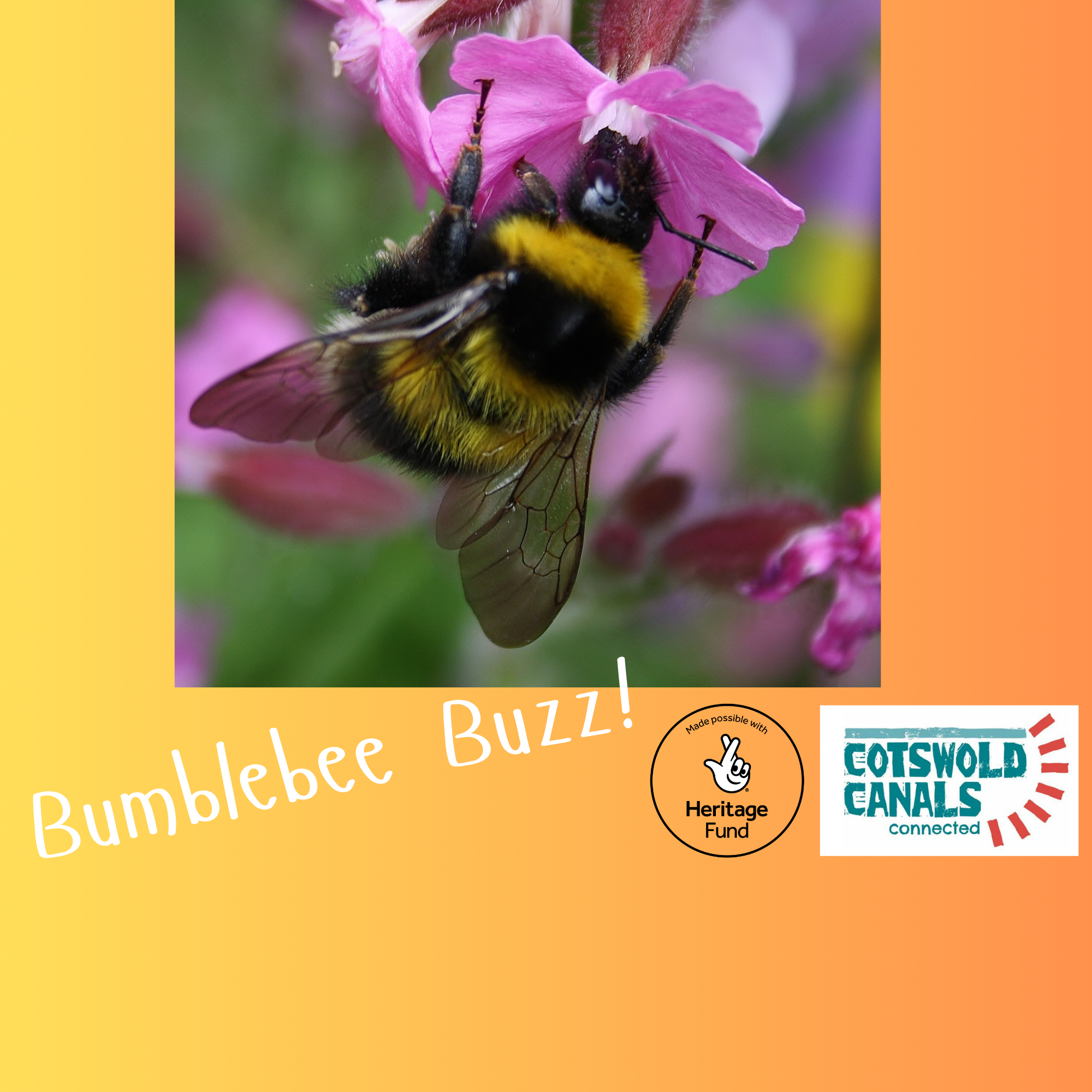 Bumblebee Buzz!