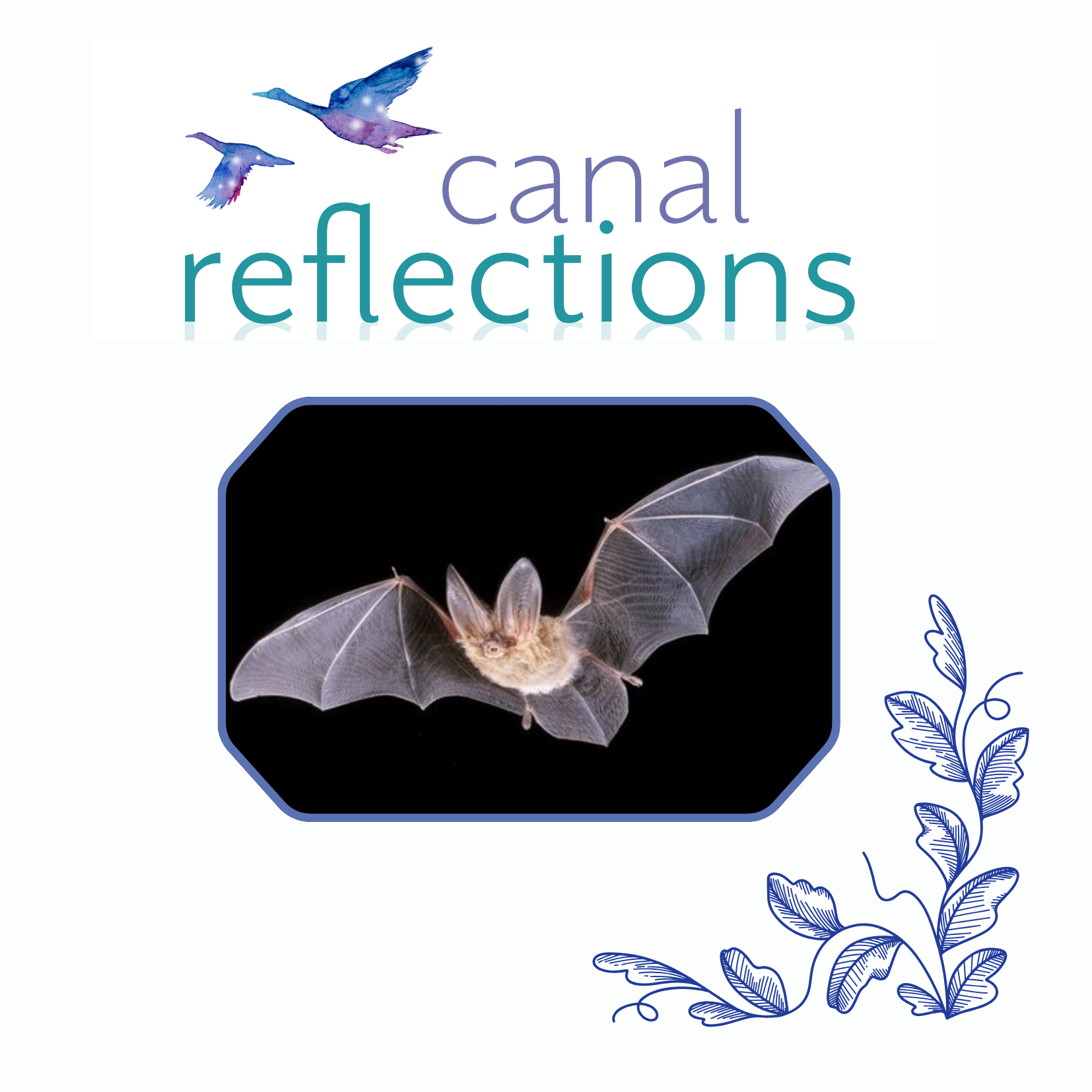 Canal Reflections: Bat Walk