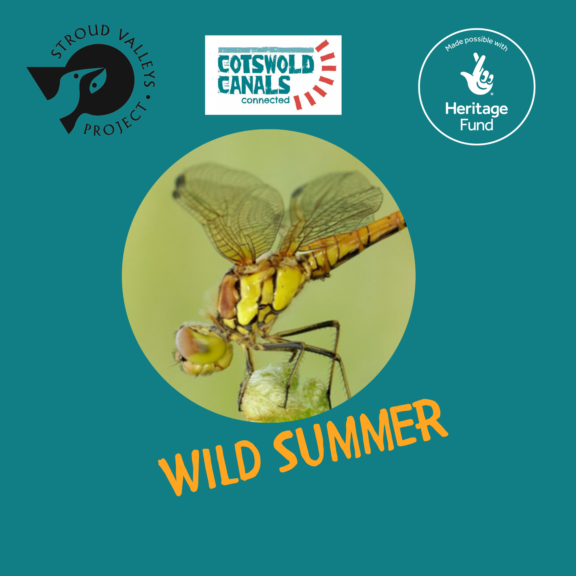 Wild Summer: Dragonfly Walk