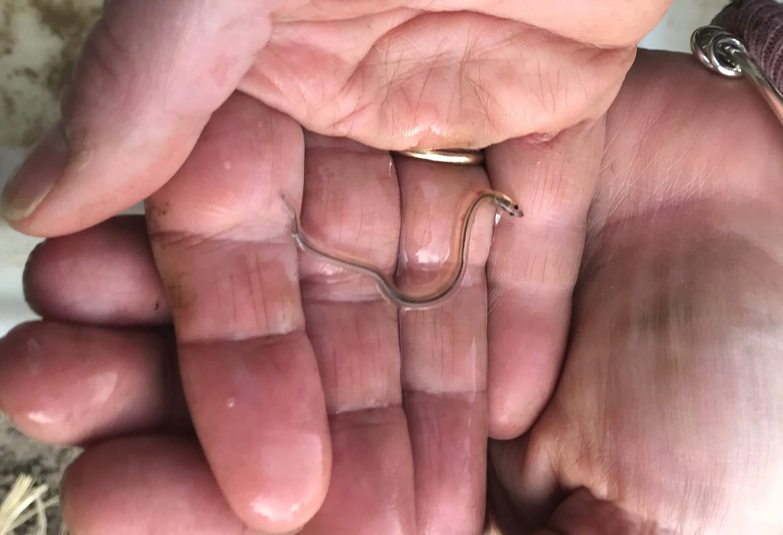 Eel Tales: The Story of a Remarkable Journey