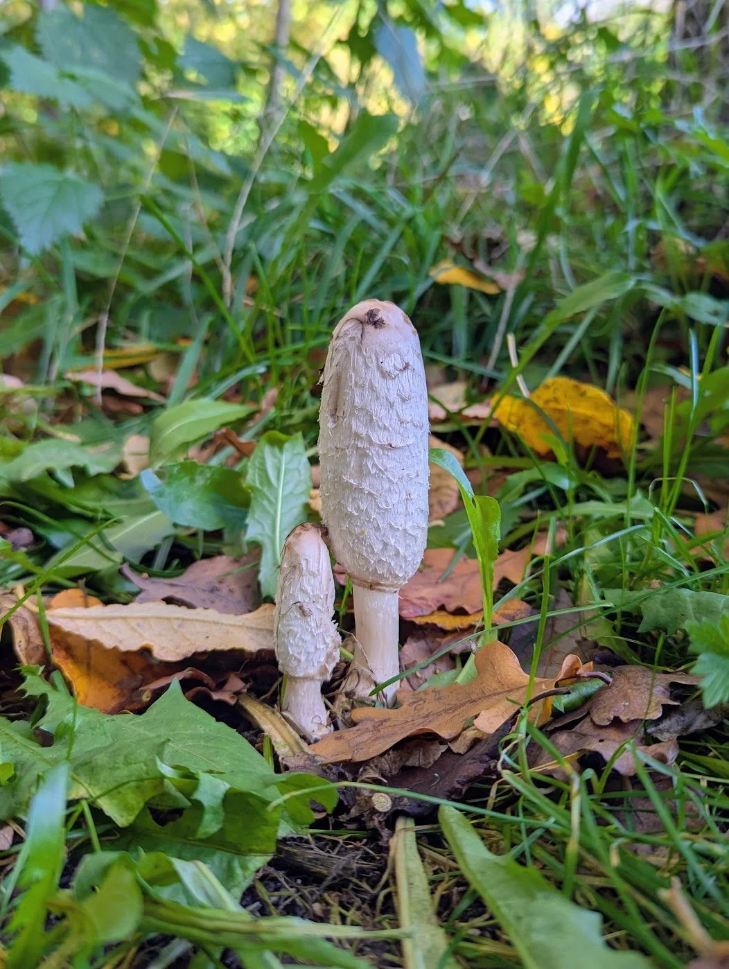 Fungi Foray