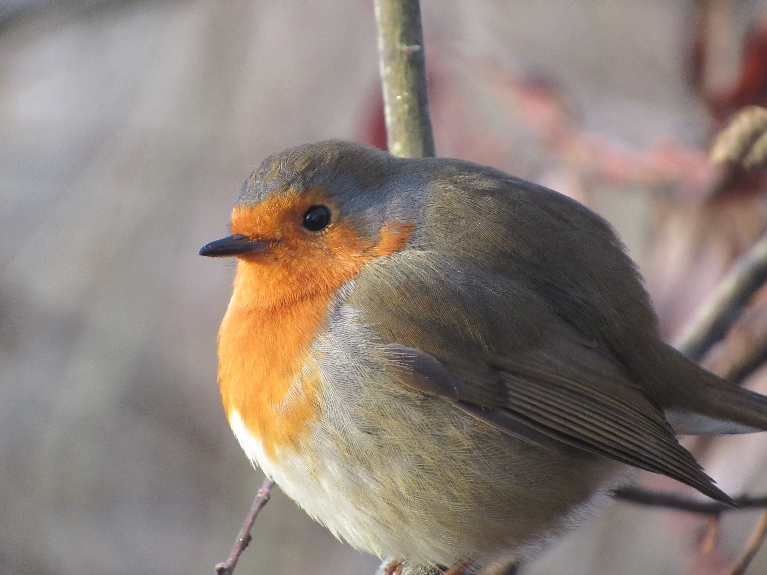 Early Morning Birdsong Walk