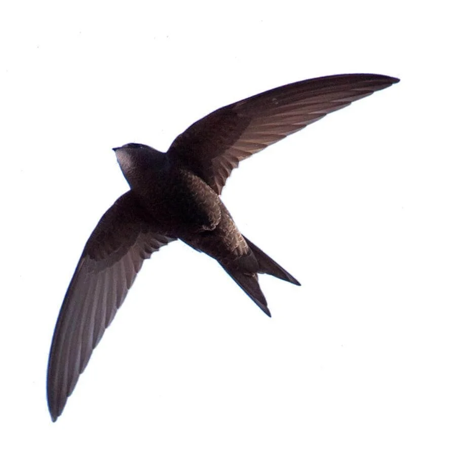 Swift Walk