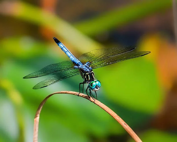 Family Dragonfly Walk