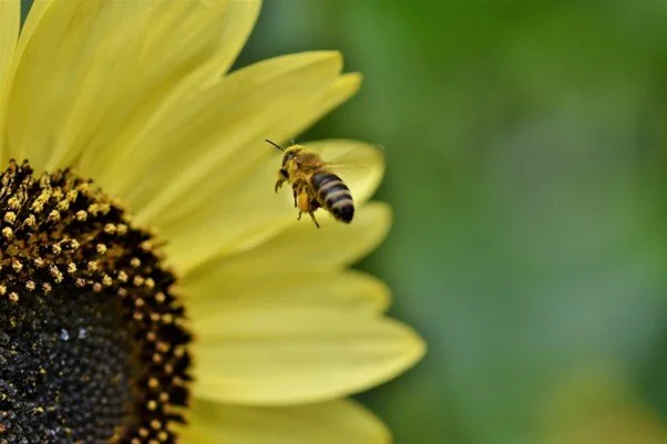 Minibeasties: Pollinators