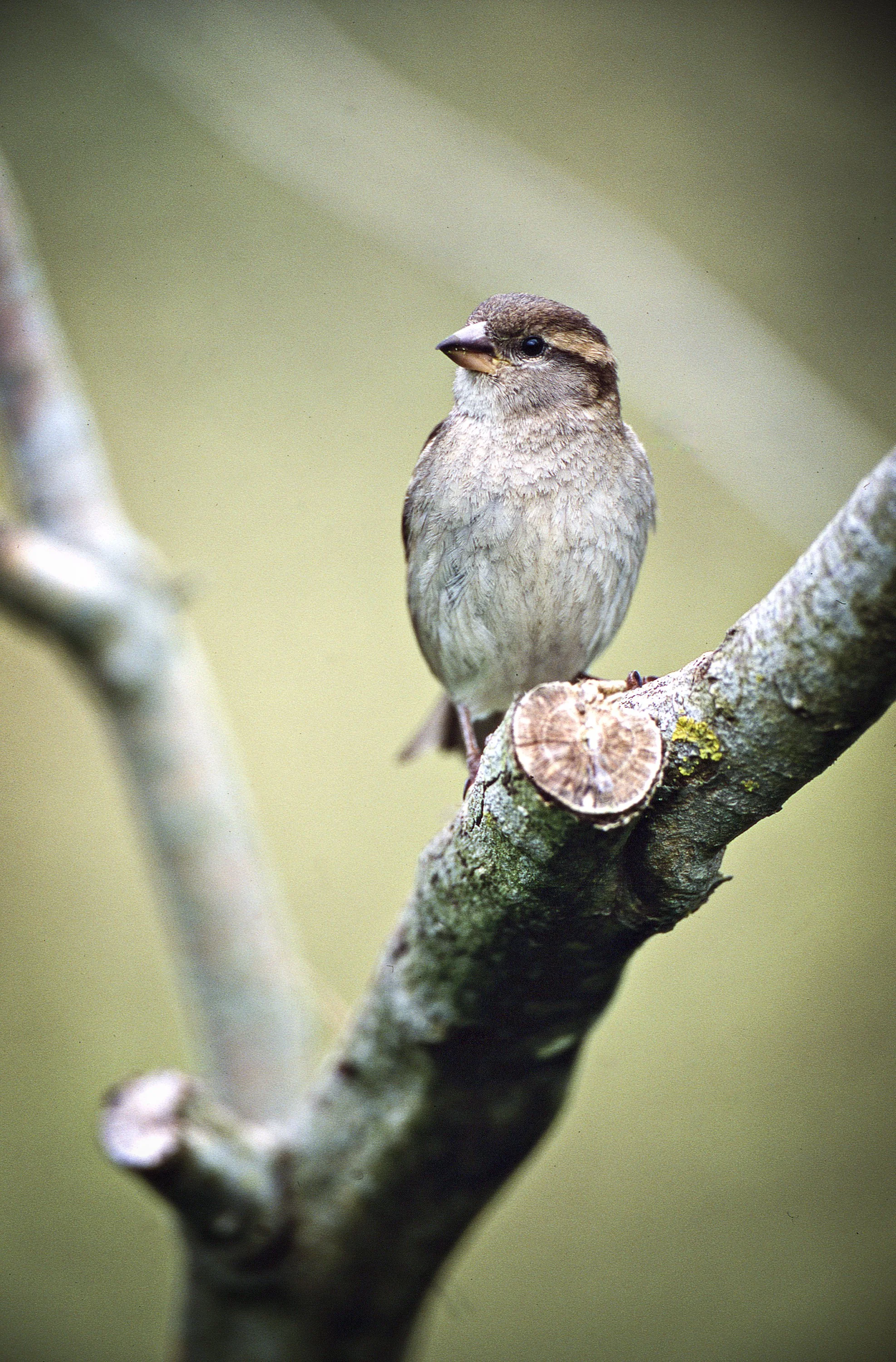 Minibeasties - Jan (Garden Birds)