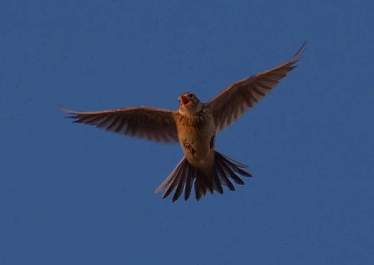 Summer Solstice Skylarks