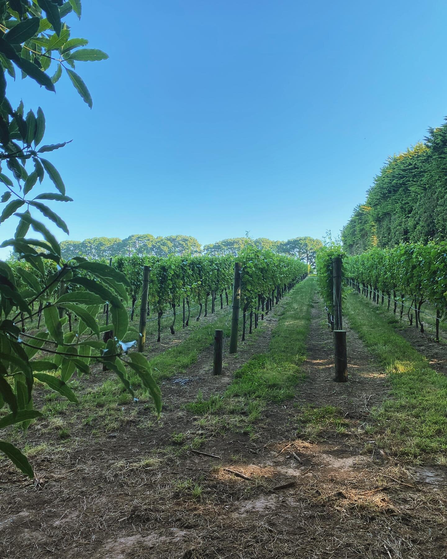 Daily fix of green on the Merricks-Red Hill trail 5 minutes walk from Elsewhere! Local vineyards are looking lush.