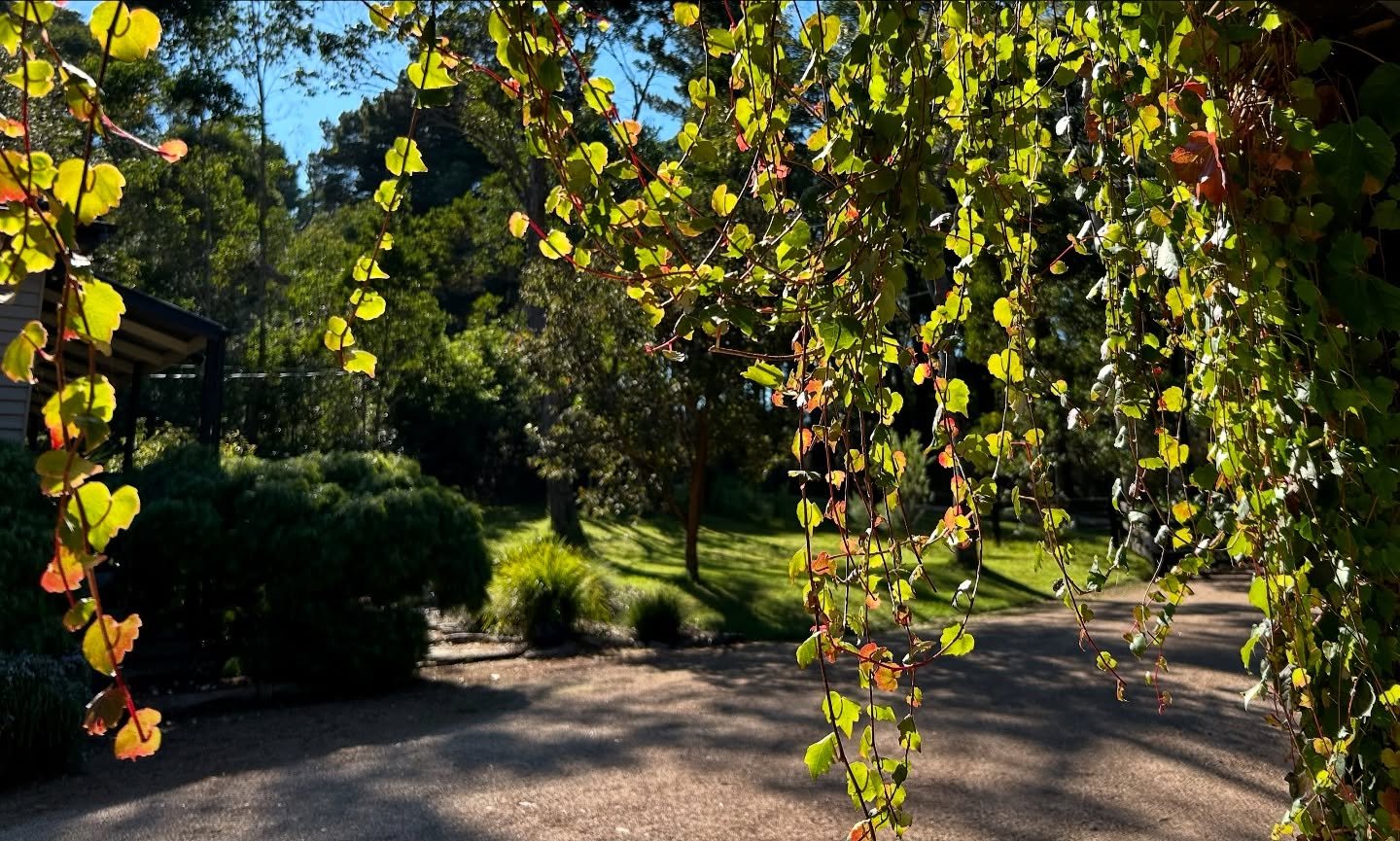 Sunny spots on the property Elsewhere! Hanging onto the last few warm days here in Red Hill 🍁#morningtonpeninsula #airbnb #cottage #autumn #redhikl