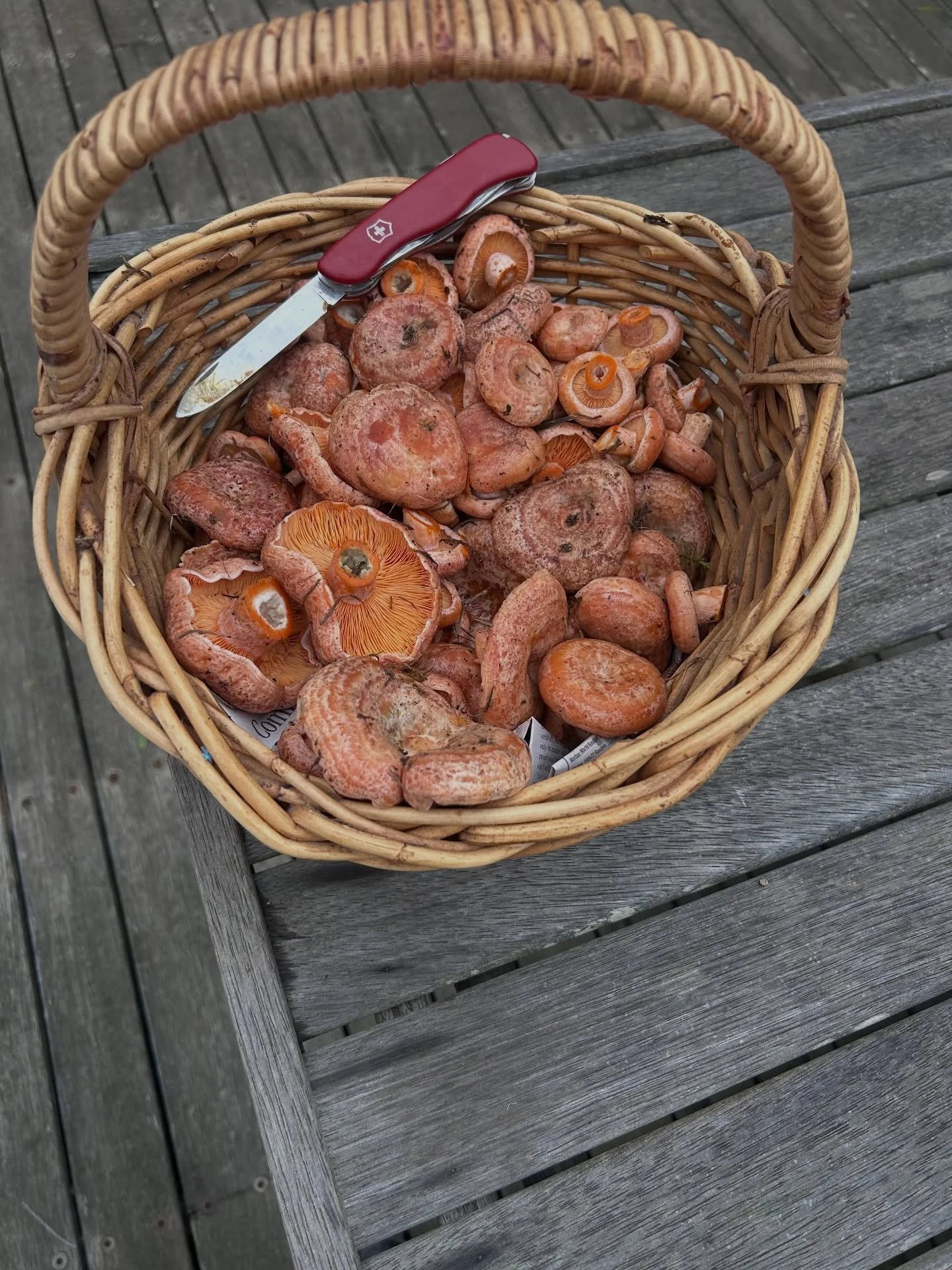 How good is Autumn in Red Hill South! Chef Patrice @maisonbypatrice on site to cook for your next Ninch stay. This one was a pine mushroom &amp; local hazelnut risotto