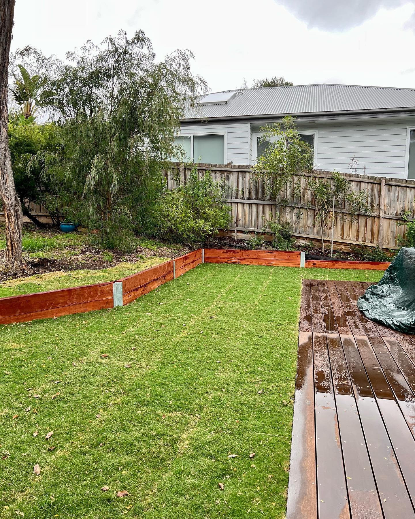 A backyard with a freshly laid grass lawn, a wooden deck, and a tree with lush green foliage.