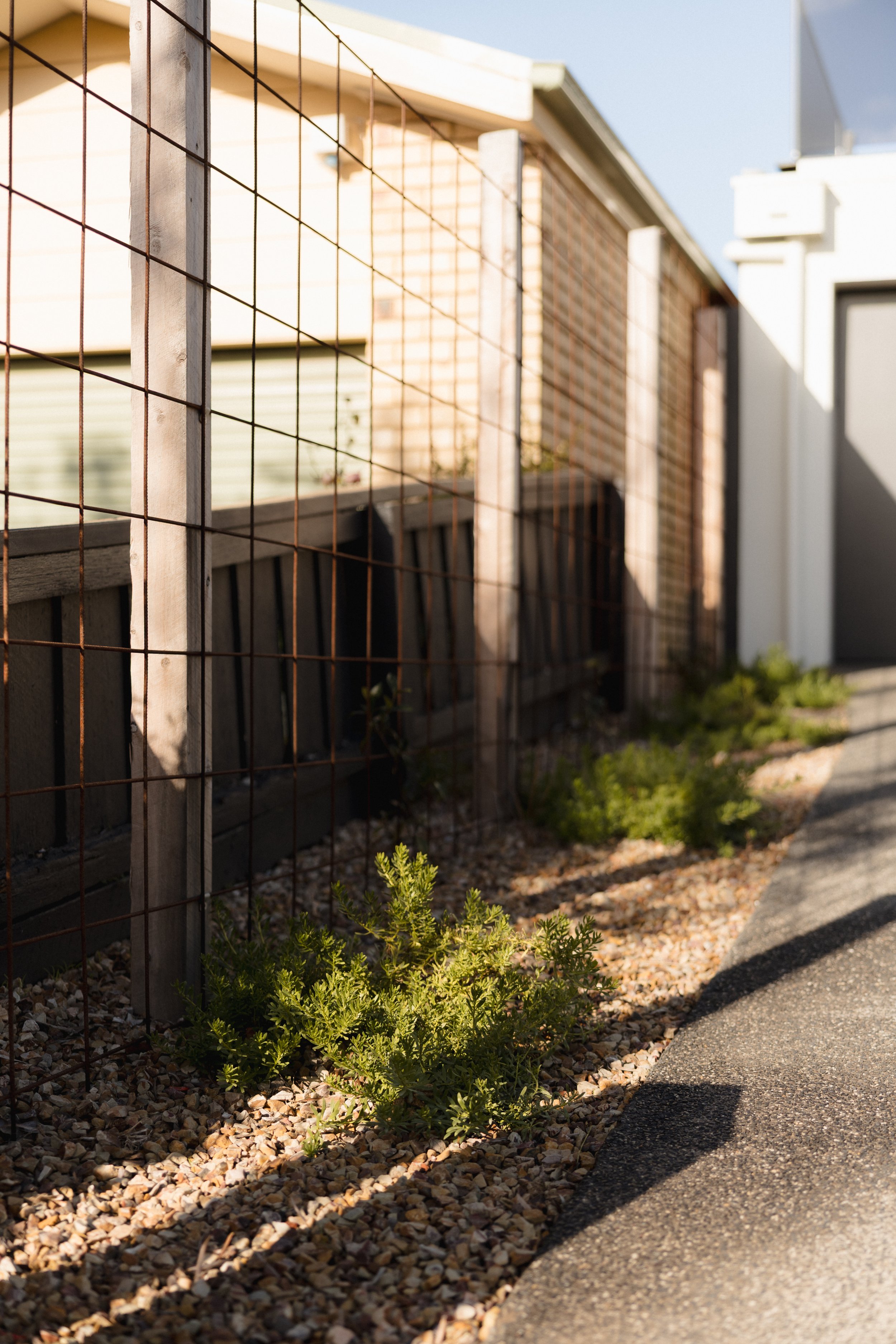 A close-up of a wooden fence with metal wire mesh, some small green plants growing in gravel, and a sidewalk in front of a modern building in the background.