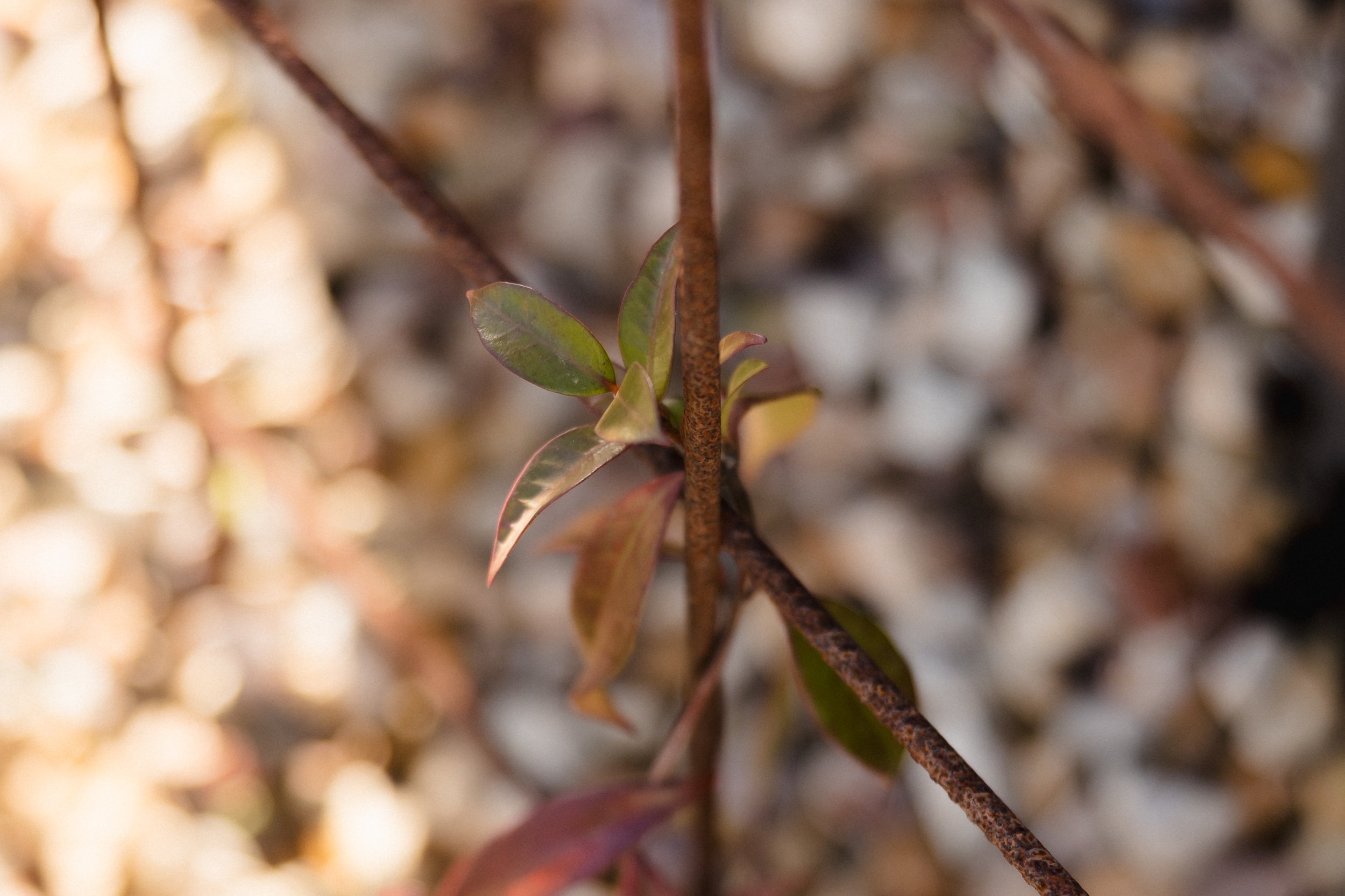 Close-up of a small plant with green and reddish leaves growing on a rusty metal wire.