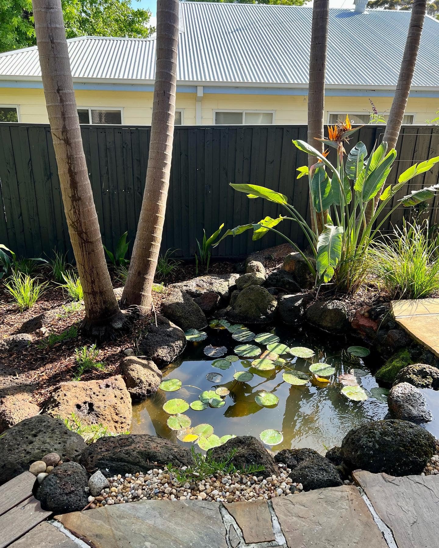 Small backyard pond with water lilies, surrounded by rocks, palm trees, and lush green plants, with a black fence and light-colored house in the background.